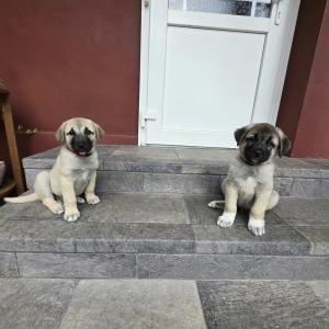 Sven und Knut suchen ein Zuhause-für-immer!
(Bei Interesse  bitte per E-mail ans Tierheim wenden) 

Sven und Knut sind die beiden einzigsten Welpen, die von den Mitte Juli im Ahnepark Vellmar ausgesetzten Welpen überlebt haben. Die beiden Mischlingsrüden sind wahre Überlebenskämpfer und dank ihrer supertollen Pflegestelle und einem tierschutzbegeisterten Tierärzte-Team, die alle rund um die Uhr im Einsatz für die beiden Zwerge waren bzw. sind, haben diese beiden es geschafft.

Nun ist so weit und die beiden werden so langsam flügge und dürfen sich nun auf die Suche nach einem Zuhause-im-Glück begeben. Natürlich sollen sie ein Traumzuhause bekommen, das ist doch klar!

Rasse: Mischlinge
Alter: * ca. 8.7.2024
Geschlecht: Rüden
Gewicht aktuell: ca. 4 Kilogramm

Die beiden sind entwurmt, entfloht und geimpft. Wir haben einen Gentest der beiden in Auftrag gegeben. Das Ergebnis wird allerdings erst Anfang bis Mitte Oktober da sein. Da müssen wir uns in Geduld üben. Im Gegensatz zu vielen Tierfreunden möchte aktuell kein Tierarzt spekulieren, welche Rasse wohl beteiligt sind. Und das ist vermutlich auch gut so. Es gab da von Beginn an ganz wilde und abenteuerliche Spekulationen. Für Herdenschutzhunde (Kangal, Kaukasischer Owtscharka etc.) sind sie viel zu klein. Lassen wir uns einfach überraschen.

Auf ihrer Pflegestelle haben sie sehr viel kennengelernt, das hätten wir im Tierheim gar nicht geschafft. Sie haben Hunde, Katzen, Ponys, Hühner, Schafe und Ziegen kennengelernt, so dass einem Leben auf dem Land nichts entgegenstehen würde. Die beiden werden selbstverständlich nur in Wohnungshaltung und nicht als Hof- oder Zwingerhunde vermittelt. Sie sind in ein Familienleben voll integriert. 

Sie sind offen, neugierig und aktiv, wie es sich für Welpen in ihrem Alter gehört. Stubenreinheit müssen sie natürlich noch lernen, so wie alle Welpen. Und natürlich auch noch das Hunde-ABC. Ihre Menschen sollten also viel Zeit für sie haben und ihnen liebevoll, aber konsequent all das beibringen, was ein Hund im Leben wissen muss.

Weiter in den Kommentaren...