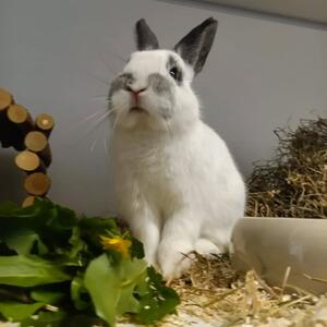 Wenn das Restaurant pl&ouml;tzlich von 'Standardfutter' auf 'frisch gepfl&uuml;ckten L&ouml;wenzahn vom Personal' umstellt 😉

5/5 Sterne von der Kaninchen-Jury ❤️

#kaninchen #rabbits #kaninchenf&uuml;tterung #kaninchengl&uuml;ck