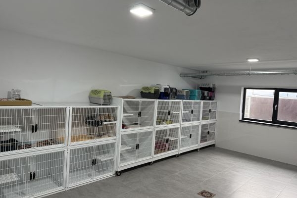 Katzenquarant&auml;ne