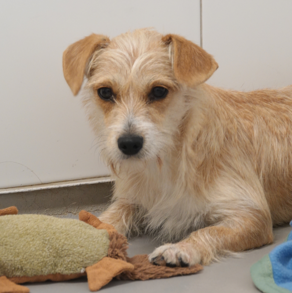 Pixy, Mischling – Tierheim Wau-Mau-Insel