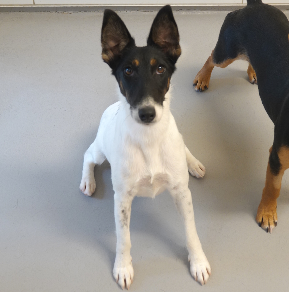 Fibi, Foxterrier-Mix – Tierheim Wau-Mau-Insel