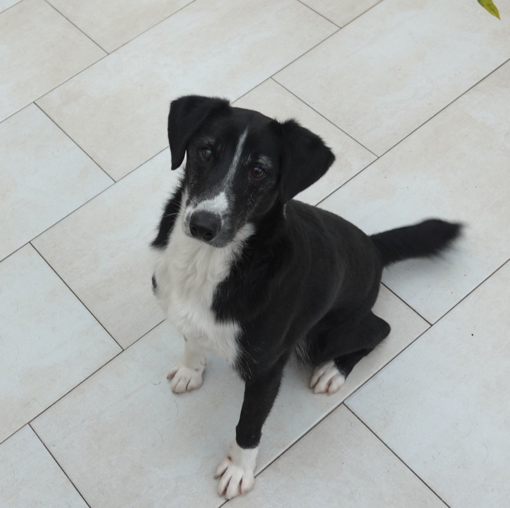 Pepe, Mischling – Tierheim Wau-Mau-Insel